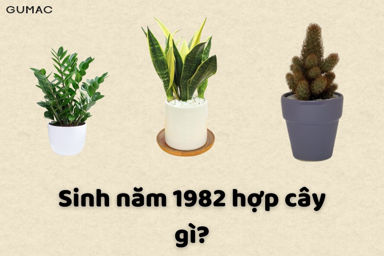 1982 hop cay gi