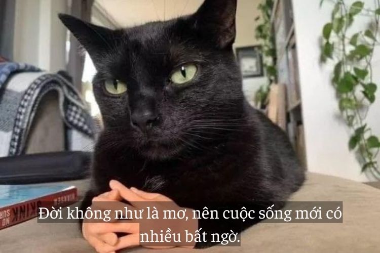 Caption hai huoc ba dao cool ngau