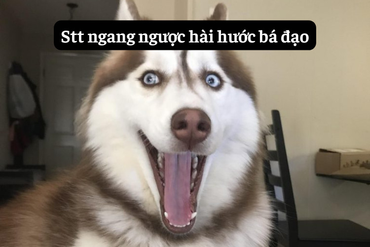 Tus hai huoc ngang nguoc vui nhon