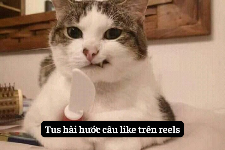 tus hai huoc ba dao cau like tren reels