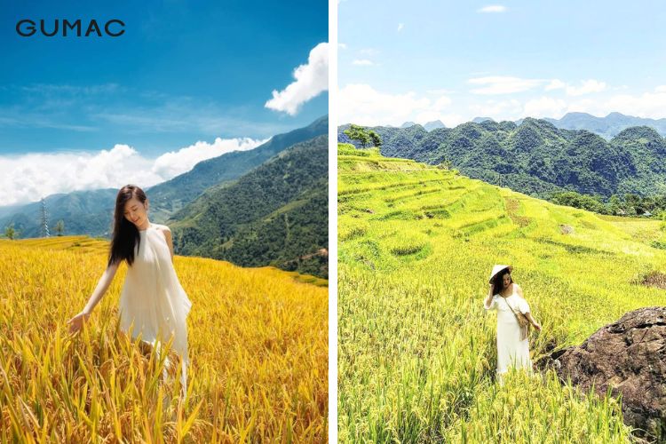 Địa điểm cánh đồng lúa đẹp cho nàng sống ảo Địa điểm cánh đồng lúa đẹp cho nàng sống ảo