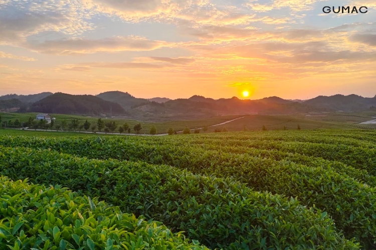 doi che bao loc lam dong