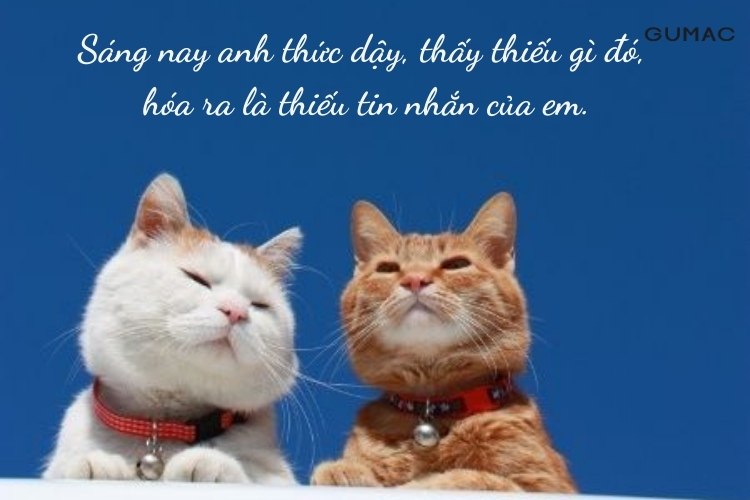 stt chao ngay moi tha thinh hay
