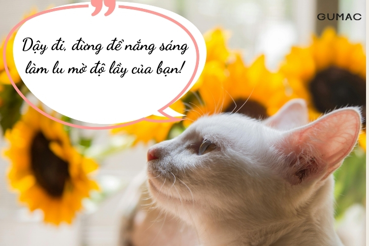 stt hai huoc chao ngay moi ngan gon