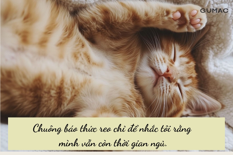 stt hai huoc chao buoi sang ve luoi day