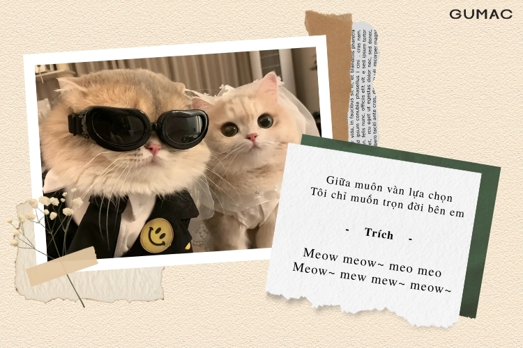 stt tinh yeu hai huoc