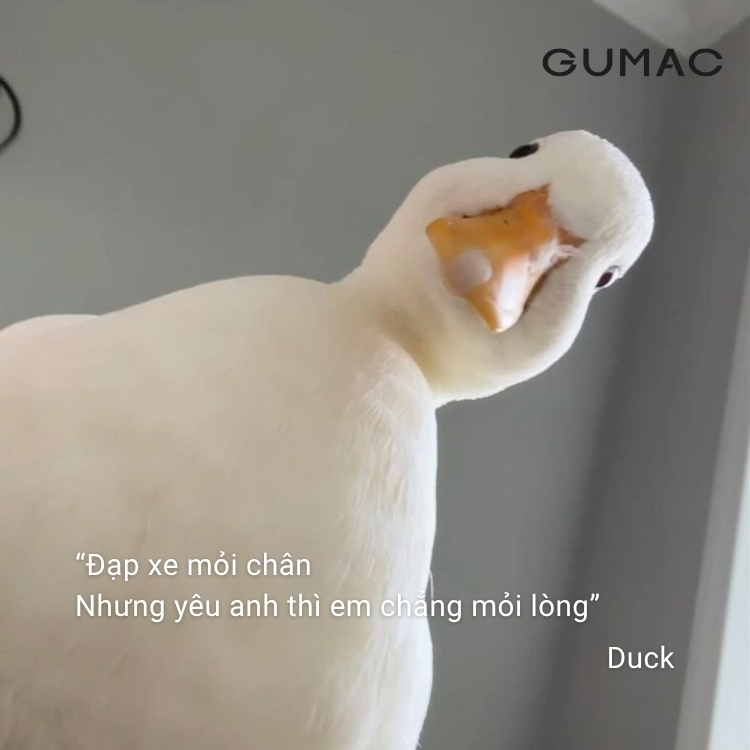 stt hai huoc cau like tha thinh