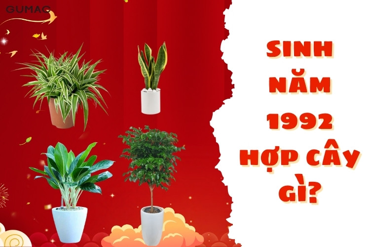 cac loai cay hop voi nguoi sinh nam 1992