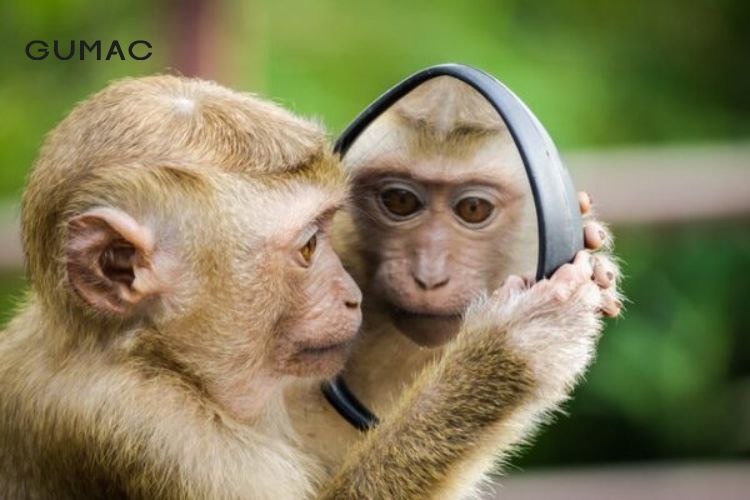 Những câu hỏi về người sinh năm Giáp Thân