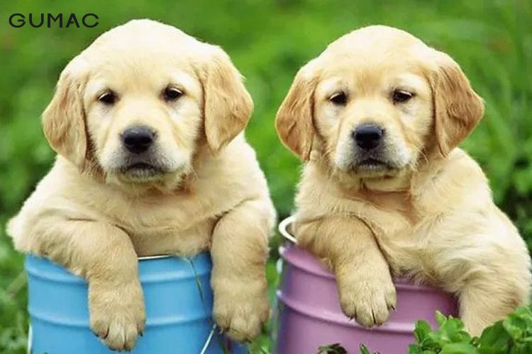 Đôi nét tính cách tuổi Tuất 2006 