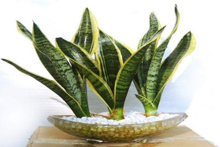 Cây phong thủy thu hút tài lộc