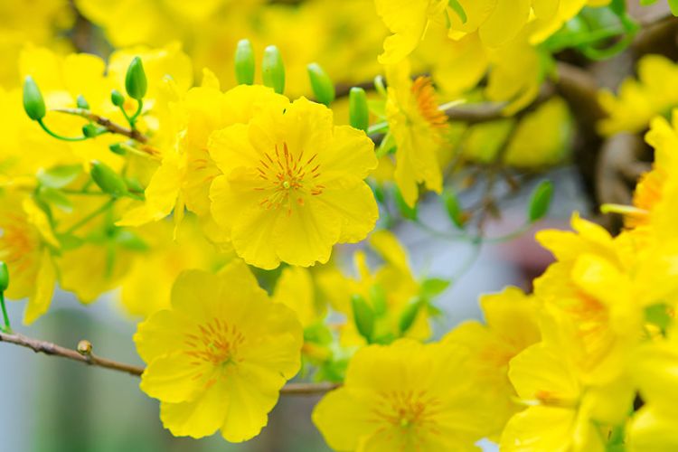 Tưới nước cho hoa tươi đầu năm mới