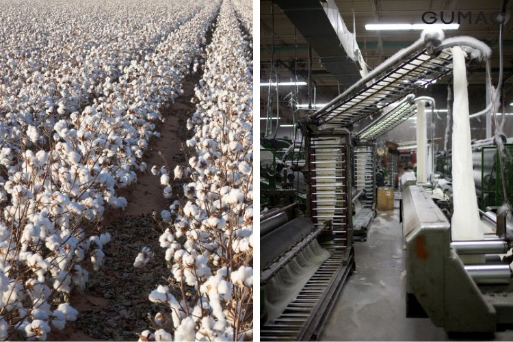 quy trinh san xuat cotton 100 duoc tien hanh nhu the nao