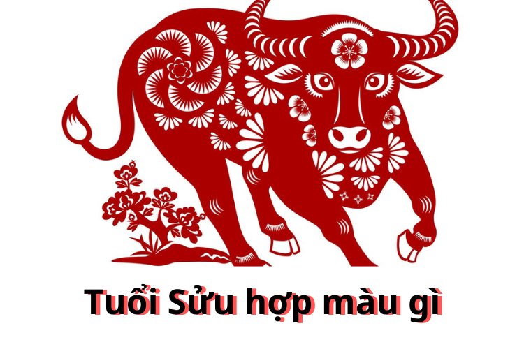 tuoi suu hop mau gi 2026